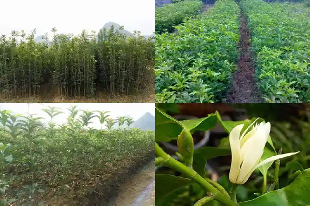 桂花种子种植方法和注意事项1683508518437