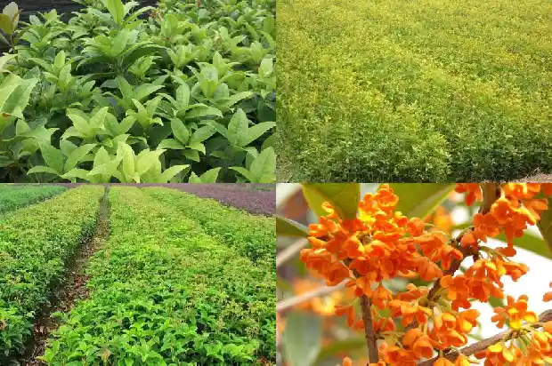 桂花种子种植方法和注意事项1683508518485