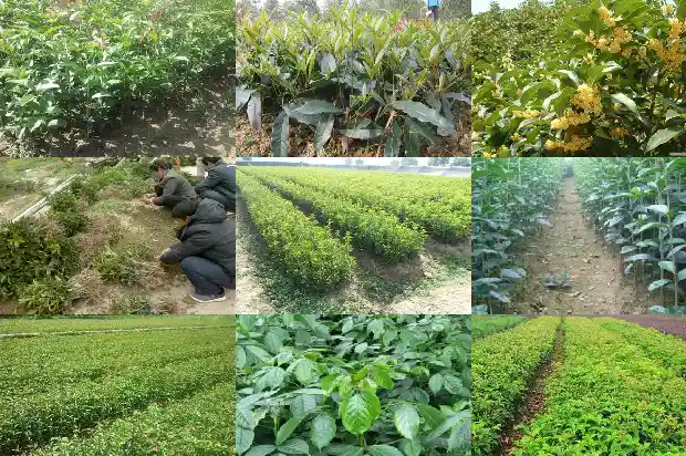 桂花种子种植方法和注意事项1683508518533