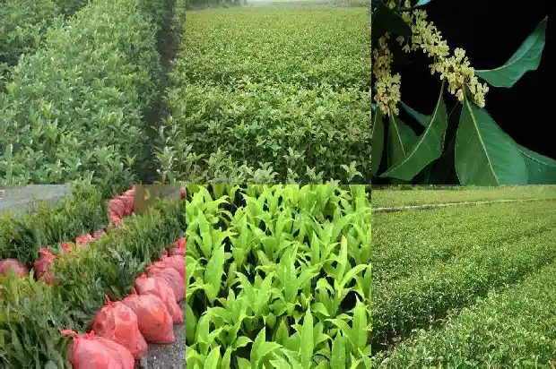 桂花种子种植方法和注意事项1683508518580