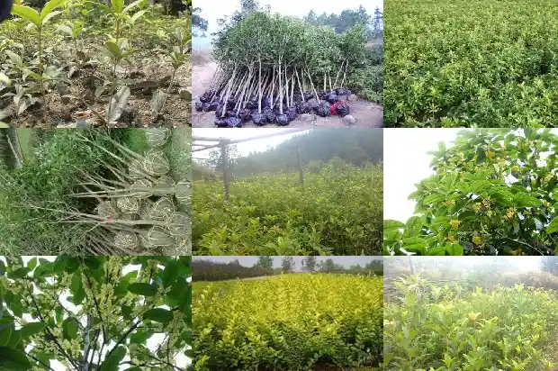 桂花树种子能吃吗1683508538082
