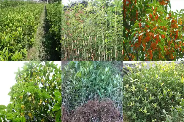 桂花树种子什么时候播种1683508588279