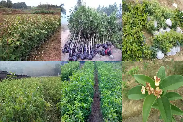 桂花树种子什么时候播种1683508588327