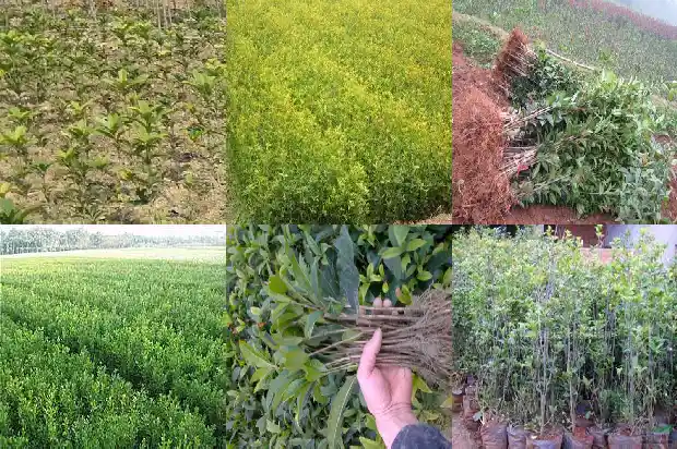 桂花树种子什么时候播种1683508588375