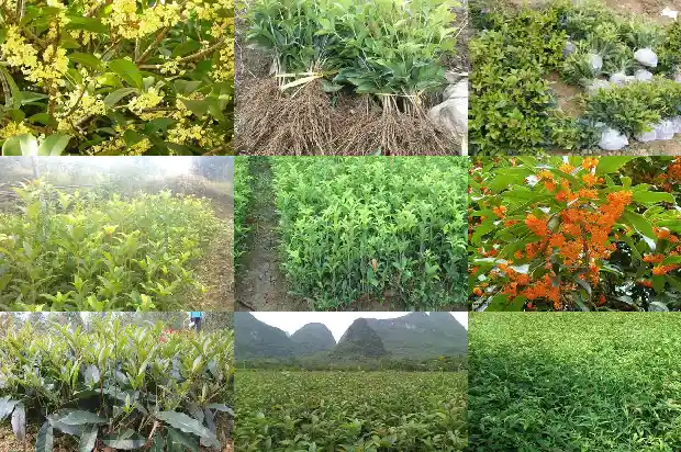 桂花树采购需求分析1683508611766