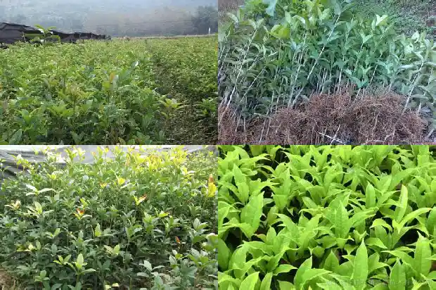 桂花树采购需求大吗1683508629388