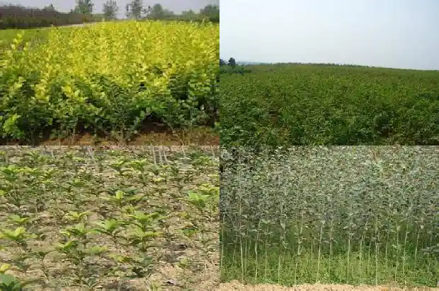 黄金桂花树价格表最新行情走势1690418333494