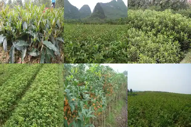 桂花求购信息怎么写1683508684949