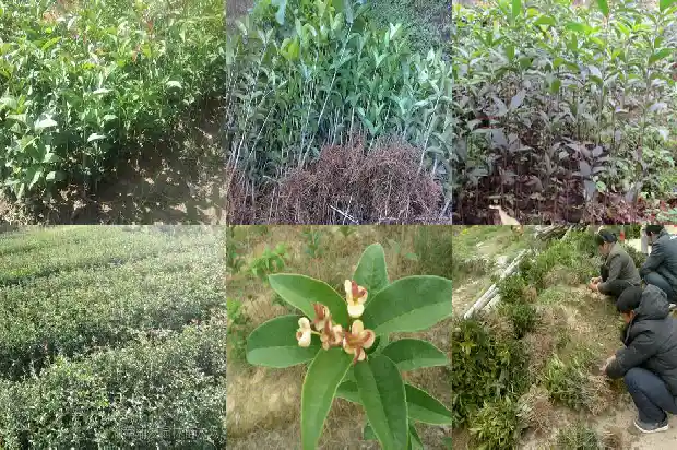 桂花科技有限公司1683508704630