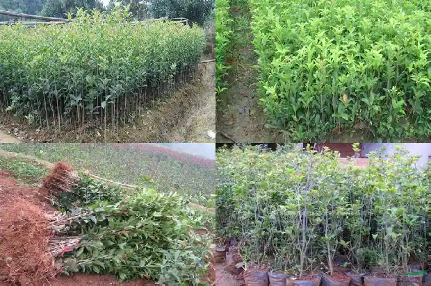 桂花科技有限公司1683508704677