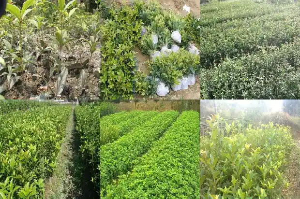 桂花在园林中的用途1688519067428