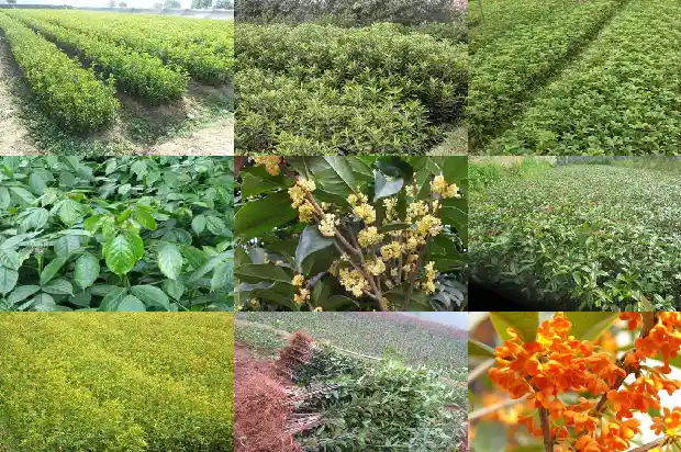 桂花股份公司1683508723736