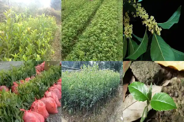 庭院能不能种桂花树1688432746531