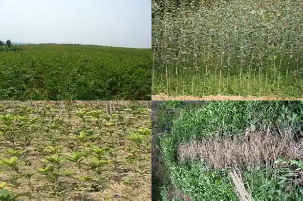 精品桂花价格多少一斤1683508777158