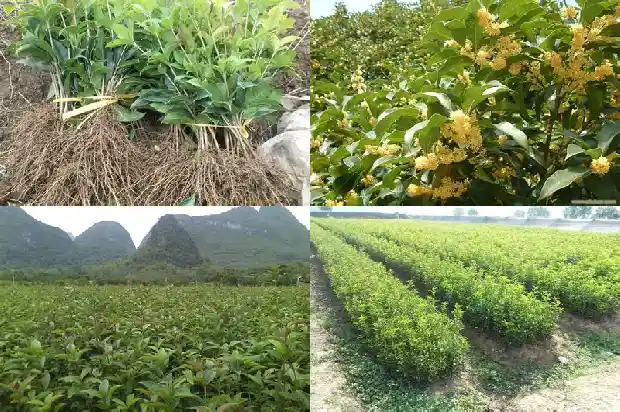 桂花最新价格行情1683508792776