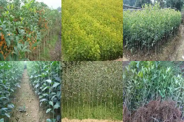 桂花最新价格行情1683508792824