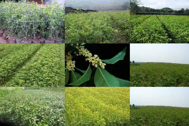 桂花最新价格表1683508812362