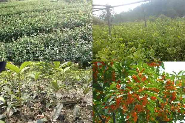 桂花最新价格表1683508812457
