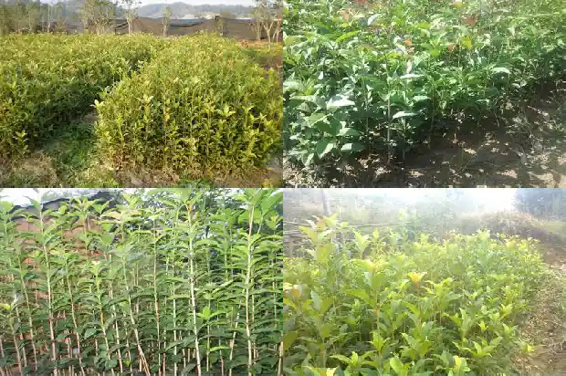 桂花最新价格表1683508812505