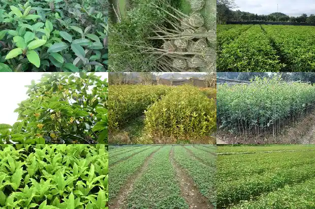 成品桂花树价格多少钱一盆啊1683508830215