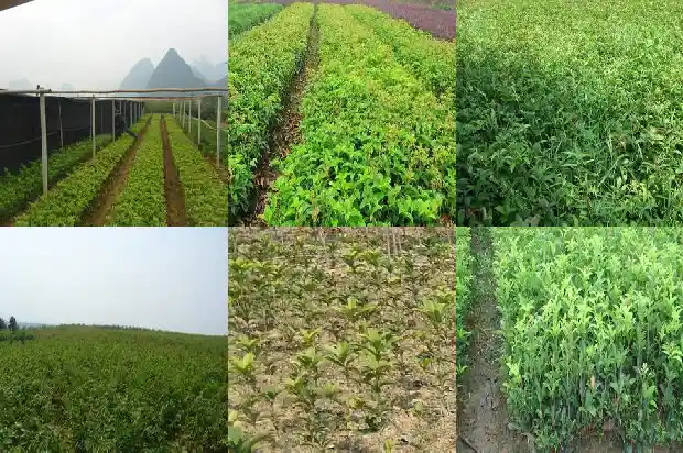 成品桂花树价格多少钱一颗呢1683508857486