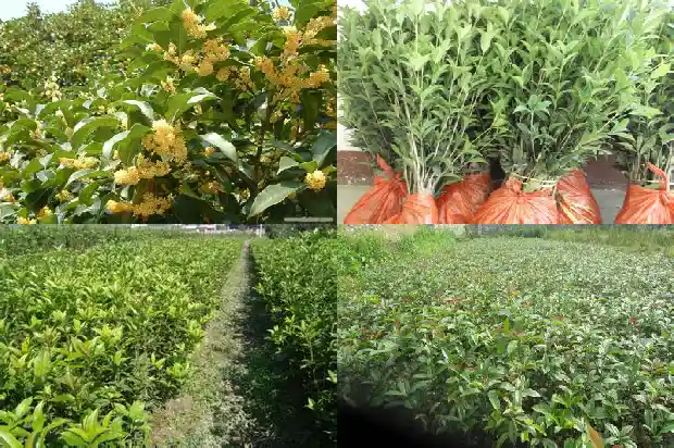 盆栽金桂花树苗价格多少一棵好1683508875087