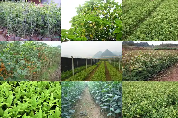 桂花树价格行情分析报告怎么写好1683508894744