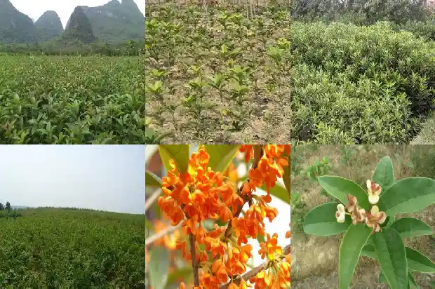 桂花树价格行情分析报告怎么写好1683508894840