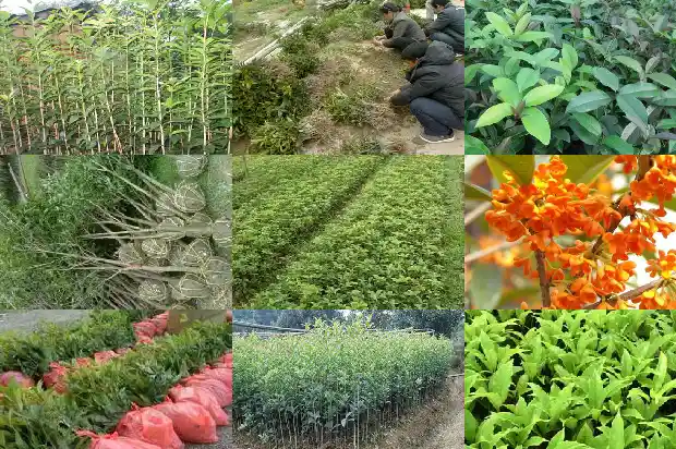 桂花树价格行情走势分析最新消息1683508906905