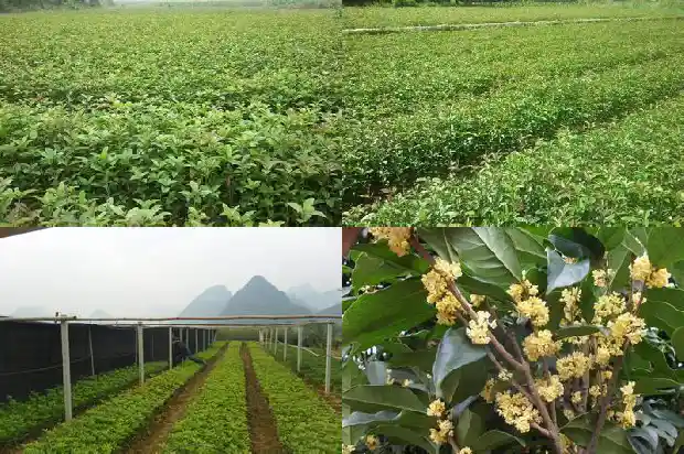 桂花树价格行情走势分析最新消息1683508906953