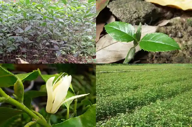 桂花树价格行情走势分析最新消息1683508907001