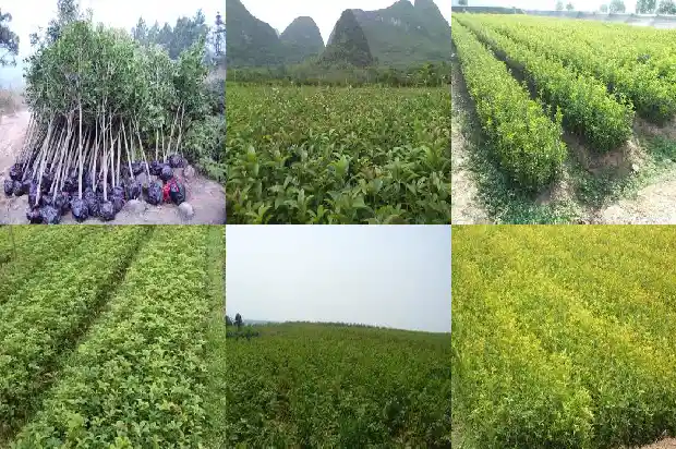 桂花树报价多少一棵合适呢1683508917056