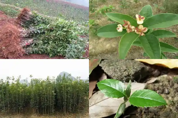 桂花树几月份栽种最好呢1688607710849