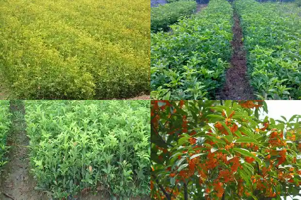几月份修剪桂花树最好看1688948431149