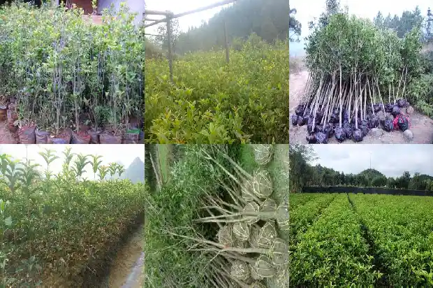 盆景桂花树价格多少一棵好养1683508948561