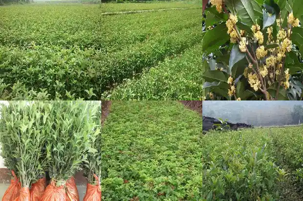 盆景桂花树价格多少一棵好养1683508948656
