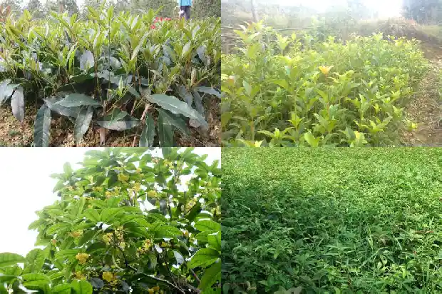 广西桂花树批发市场地址1690331826483