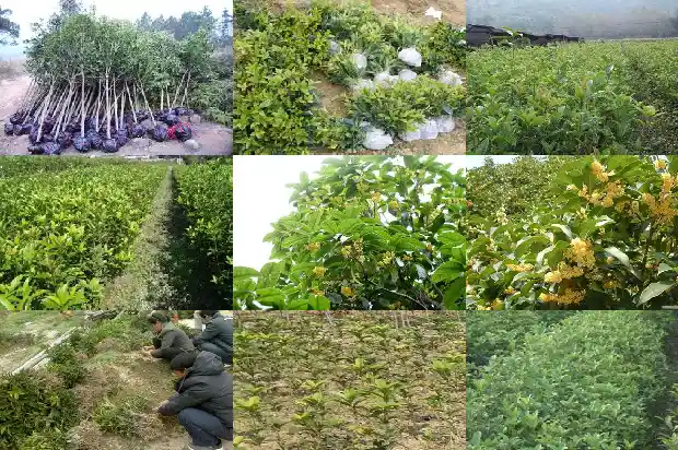 桂花香包有什么作用和功效禁忌1689313637772