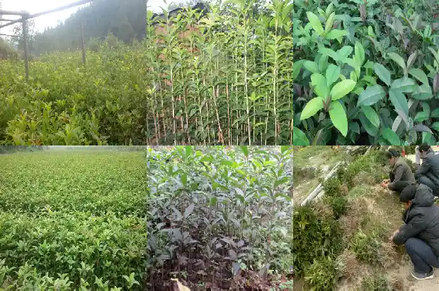 桂花树如何做盆景1683508970175
