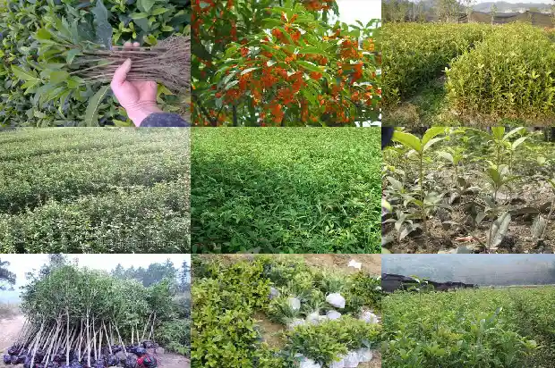 桂花树如何做盆景1683508970223