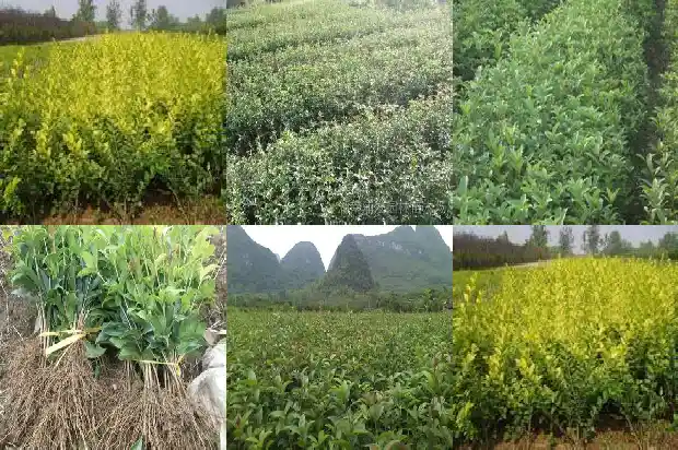 桂花树如何做盆景1683508970271
