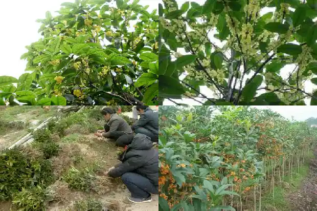 桂花老桩制作1683508982220