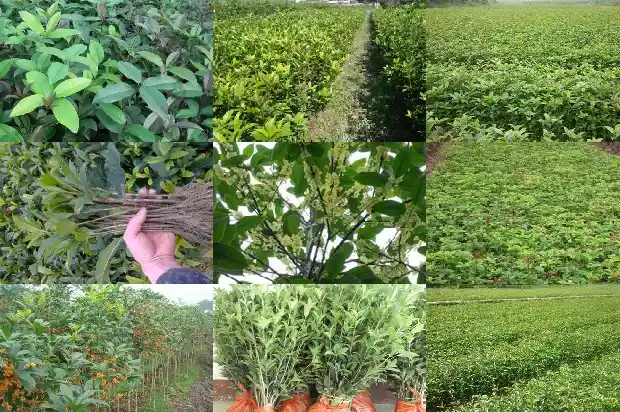 桂花树盆景怎么养1683508991856