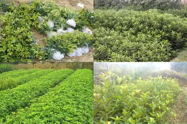 桂花桩怎么养护与管理1683509001714