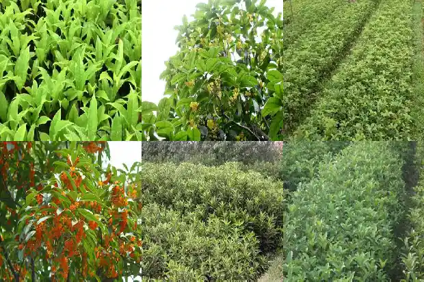 桂花桩怎么样养粗1683509013525