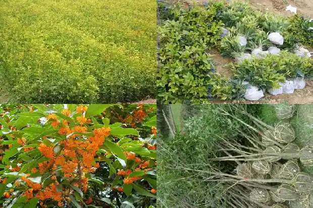 桂花乌龙茶泡法1689467151735