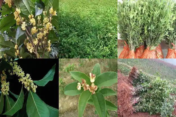 老桩桂花盆景怎么养1683509025477