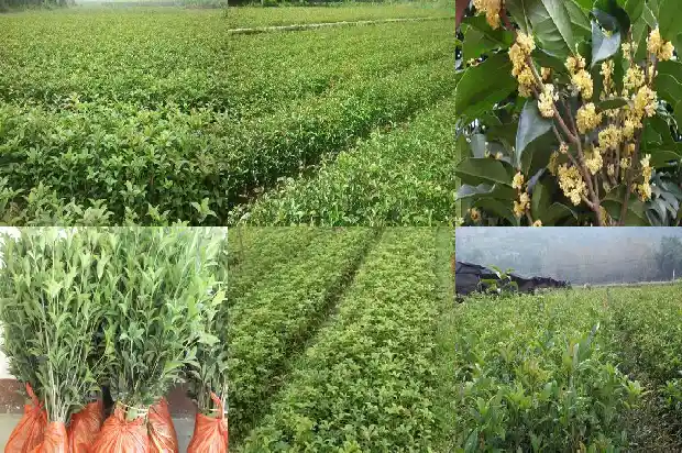 老桩桂花盆景怎么养1683509025620
