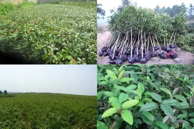 老桩桂花树盆景盆栽怎么养1683509049744