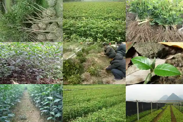 桂花老桩好养吗1683509059285